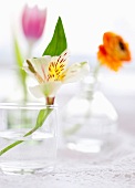Blumen in Vasen (Inkalilie, Ranunkel und Tulpe)