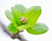 Close up of flower bud and green leaves