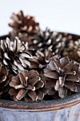 Dish of pine cones