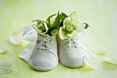Hellebores in baby shoes