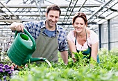 Germany, Bavaria, Munich, Mature man and woman watering rocket plant in greenhouse