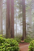 Giant sequoias in the mist (Redwood National Park, California, USA)
