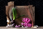 Still-life of hyacinth with bulbs, ribbons and hat feathers in front of old wooden board
