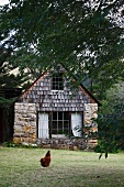 Hen walking through garden of small rustic country house