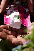 Hand holding packet of sweet pea seeds (Lathyrus odoratus)