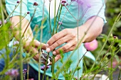 Frau schneidet Verbena bonariensis im Garten