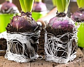 Hyacinth bulbs with soil and root balls