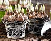 Narcissus bulbs with soil and root balls
