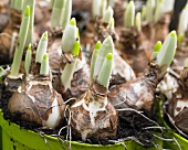 Narcissus in pot (close-up)