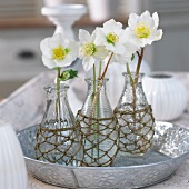 Christmas arrangement of hellebores in glass vases on silver tray