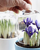 Hand hebt Glashaube von einem Blumentopf mit Iris Reticulata