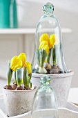 Potted yellow tulips, one with glass cloche