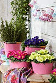 Primulas and rosemary in pink metal buckets on terrace table