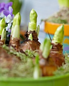 Sprouting narcissus bulbs