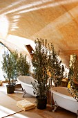 Potted olive trees and vintage bathtubs in room with barrel vaulted ceiling