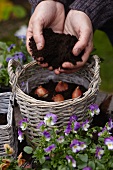 Planting tulip bulbs in basket for autumn display
