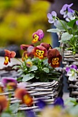 Violas in wicker planters
