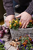 Planting violas in a basket for an autumn display