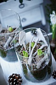 Hyacinth bulbs in glass vases on terrace table