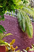 Balustrade auf mattviolett gestrichener Wand mit überhängenden Palmenblättern