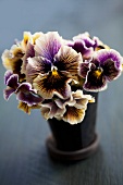 Flower pot of violas