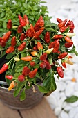 Chili-Pflanze in Zinkeimer