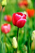 Red tulip in a meadow