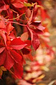 Rot verfärbte Blätter