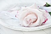 A pale pink rose on a stone plate