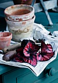 Terracotta pots and rex begonia cuttings on newspaper