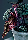 Rex begonia in grey ceramic pot (close-up)