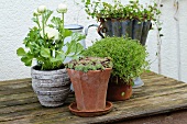 Potting bench with ranunculus, succulents spring flowers in plant pots