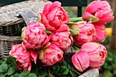 Rosa Tulpen in einem Korb im Garten
