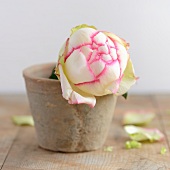 Rose in a flower pot on a wooden table