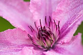 Clematis flower (close-up)