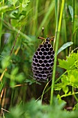 A wasp nest with a wasp in a meadow