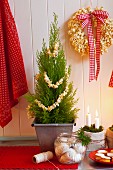 Weihnachtsplätzchen, Kerzen im Moos, Thuje als Christbaum und Popcorn-Kranz