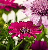 Violette Gartenblumen