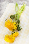 Dandelion flowers and flower buds on yellow cloth on wooden surface