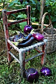 Freshly harvested aubergines on a rustic wooden chair in the garden