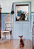 Horse looking through the door, dog sitting on the floor, rustic ambience