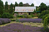 Rustic country house amongst fields of lavender