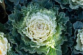 Green and white ornamental cabbage