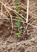 Small Green Pea Plants Sprouting in a Garden