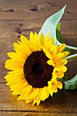 Sunflower on wooden surface