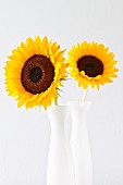 Two sunflowers in vases