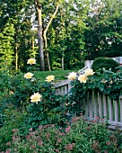 Gelbe Rosen am Gartenzaun in parkähnlichem Garten