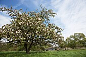 Blossoming fruit tree in meadow