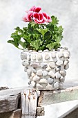 Red and white flowering scented pelargonium in pot decorated with pebbles