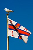 Möwe auf der Spitze einer Fahnenstange mit Flagge der britischen Organisation für Seenotrettung RNLI